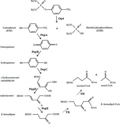 Metabolic Engineering of Escherichia coli for Methyl Parathion Degradation